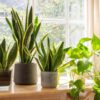 Indoor Plants