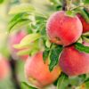 Fruit Plants