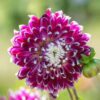 Flowering Plants