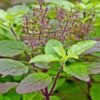 Medicinal Plants