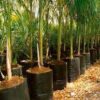 Grow bags
