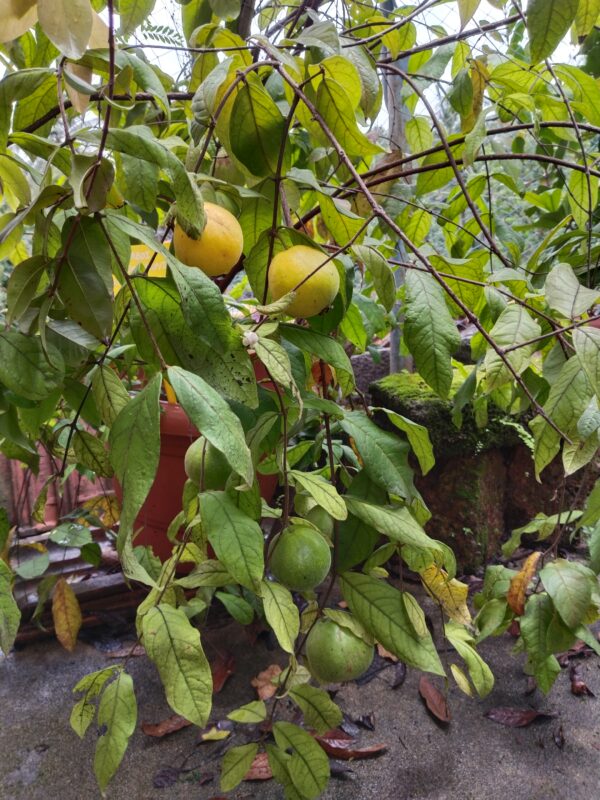 Araza Boi Fruit Plant