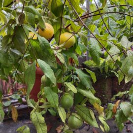 Araza Boi Fruit Plant
