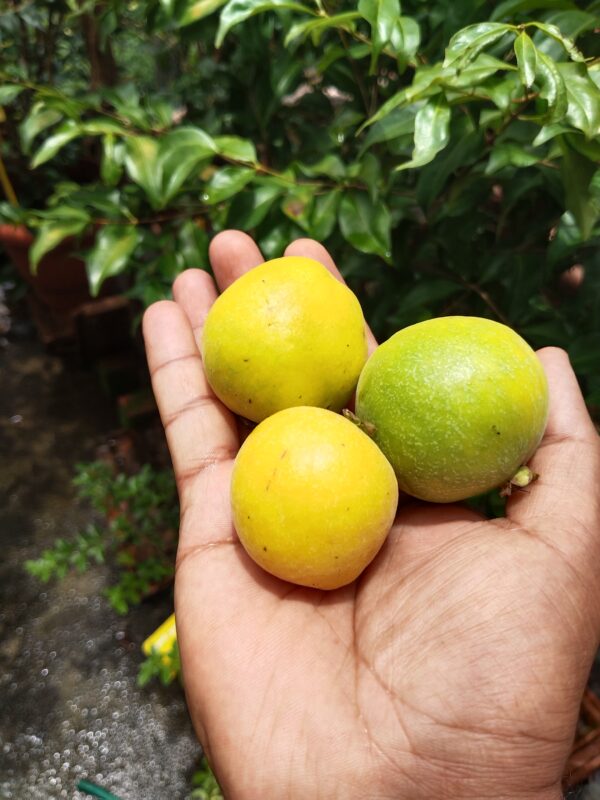 Araza Boi Fruit Plant