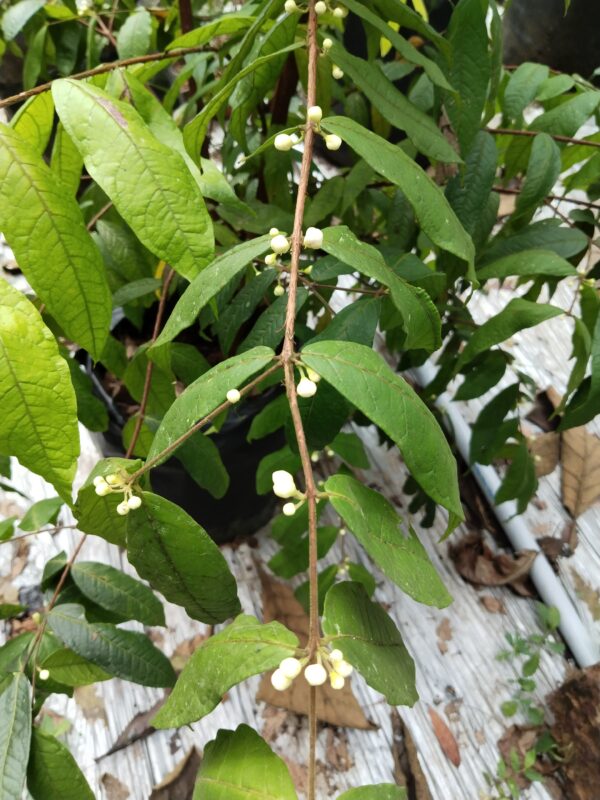 Araza Boi Fruit Plant