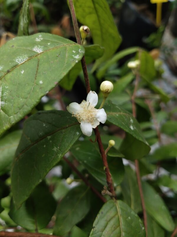 Araza Boi Fruit Plant