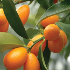 Meiwa Kumquat Fruit Plant