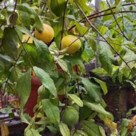 Araza Boi Fruit Plant