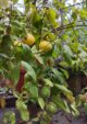 Araza Boi Fruit Plant