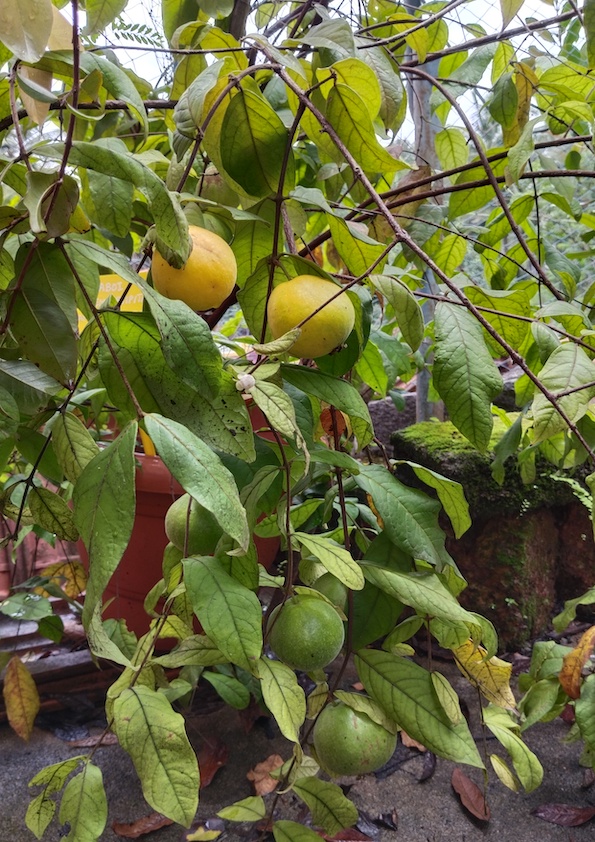 Araza Boi Fruit Plant