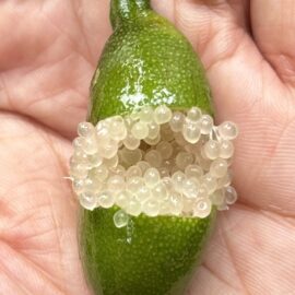 Australian Finger Lime Fruit Plant