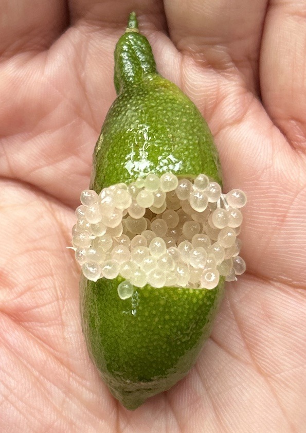 Australian Finger Lime Fruit Plant