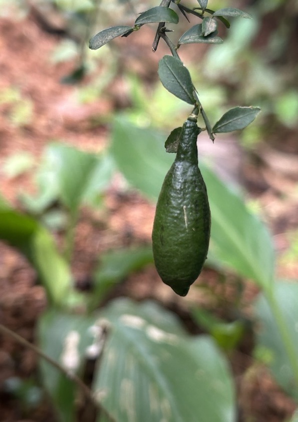 Australian Finger Lime Fruit Plant
