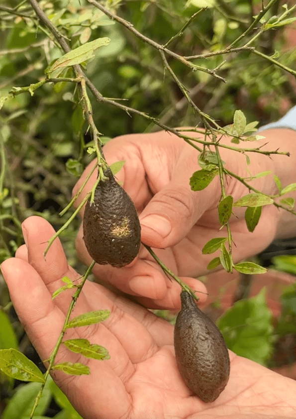 Australian Finger Lime Fruit Plant