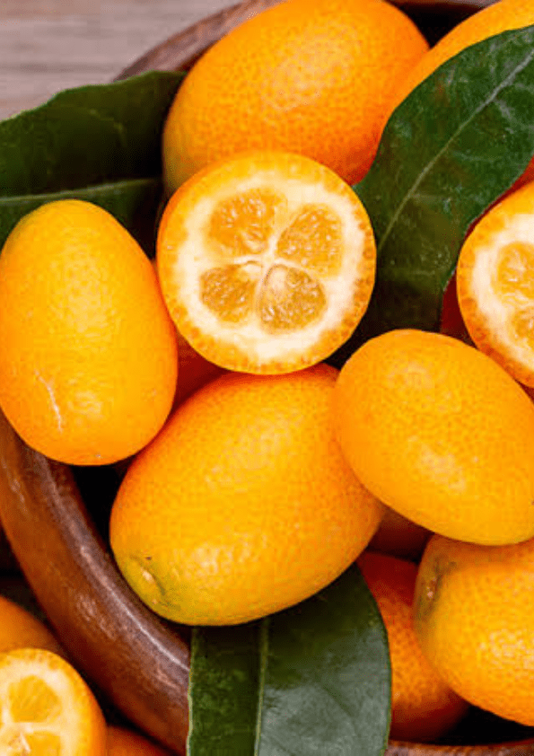 Meiwa Kumquat Fruit Plant