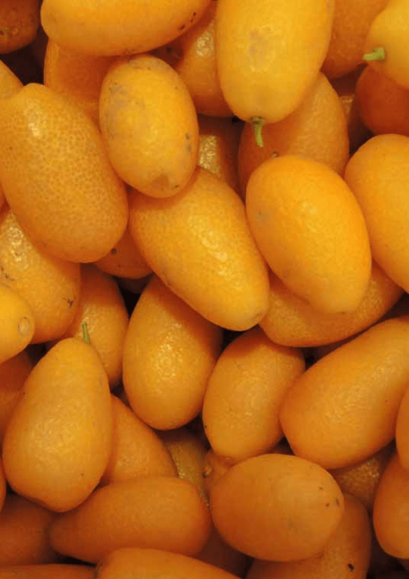 Nagami Kumquat Grafted Plant