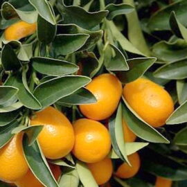 Nagami Kumquat Grafted Plant