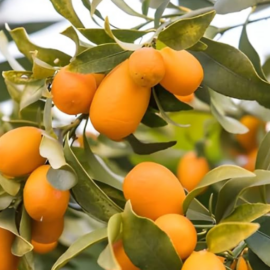 Nagami Kumquat Grafted Plant