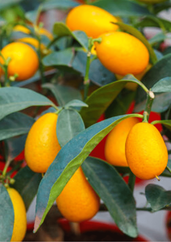 Nagami Kumquat Grafted Plant