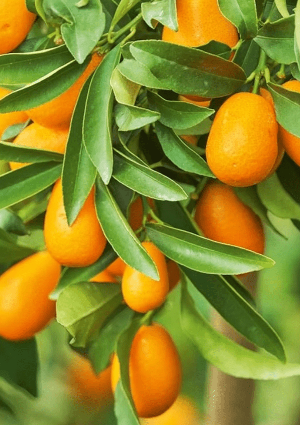 Nagami Kumquat Grafted Plant