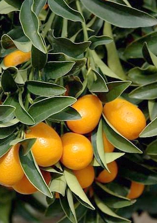 Nagami Kumquat Grafted Plant