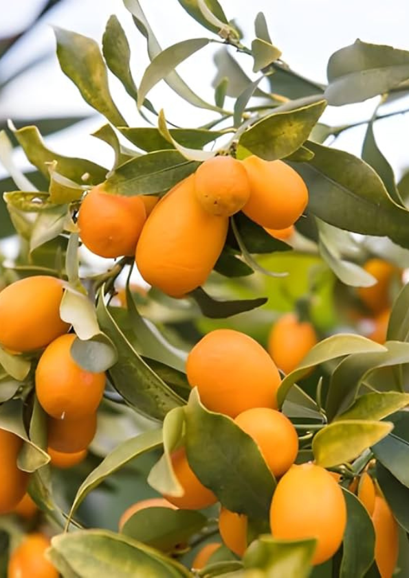 Nagami Kumquat Grafted Plant
