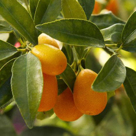 Kumquat NAGAMI