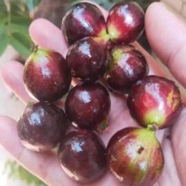 Red Pouch Jaboticaba Fruit Plant