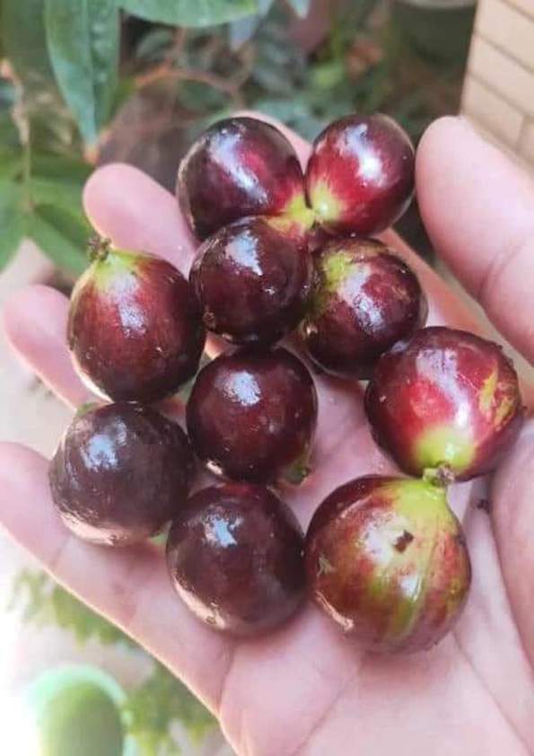 Red Pouch Jaboticaba Fruit Plant