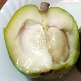 White Sapote