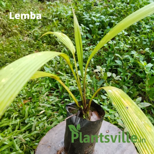 Lemba