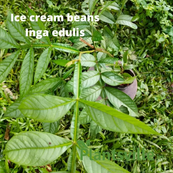 Ice cream Beans