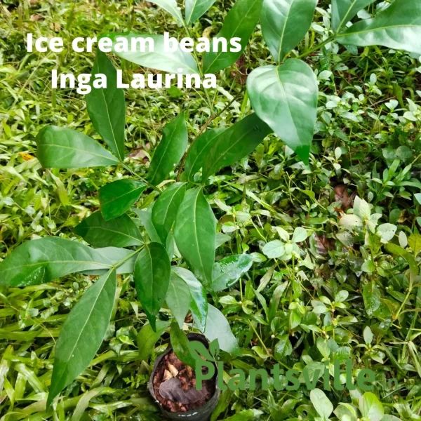 Icecream beans Inga Laurina