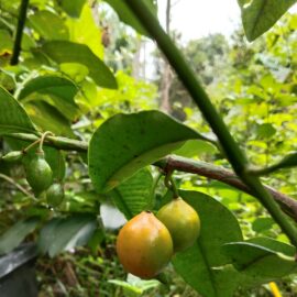 Bacupari Grafted Fruit Plant