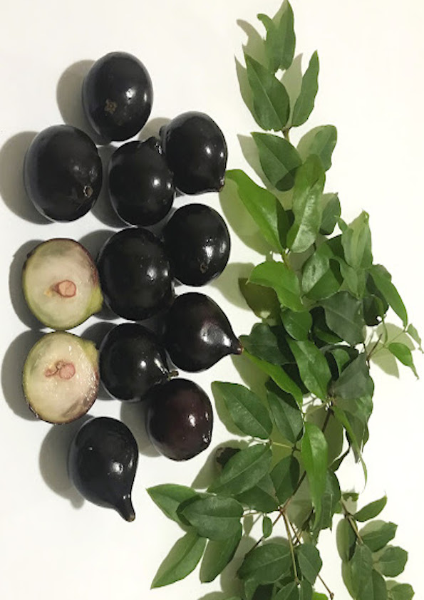 Jaboticaba Acu Paulista Fruit Plant