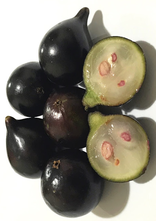 Jaboticaba Acu Paulista Fruit Plant