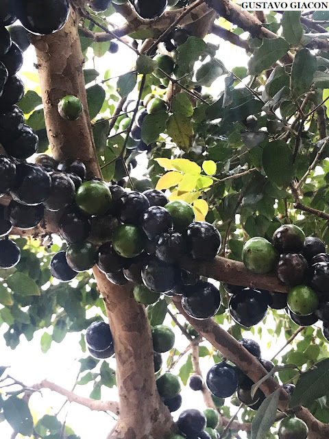 Jaboticaba Acu Paulista Fruit Plant