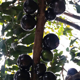 Jaboticaba Acu Paulista Fruit Plant