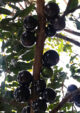 Jaboticaba Acu Paulista Fruit Plant