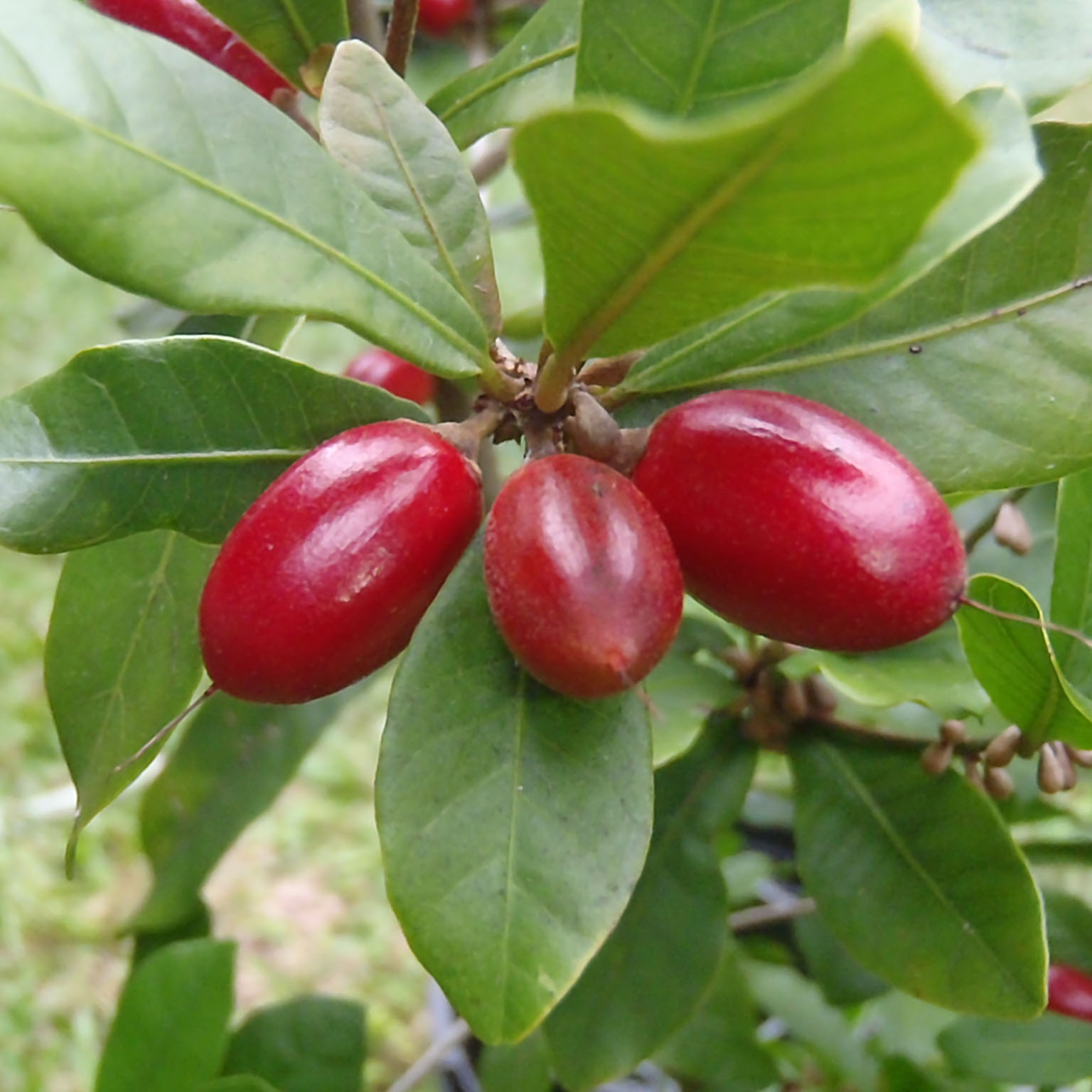 Miracle Fruit