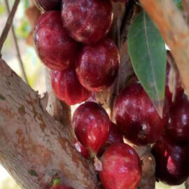 Phitrantha Rosa Jaboticaba Fruit Plant (Plinia Phitrantha Rosa)