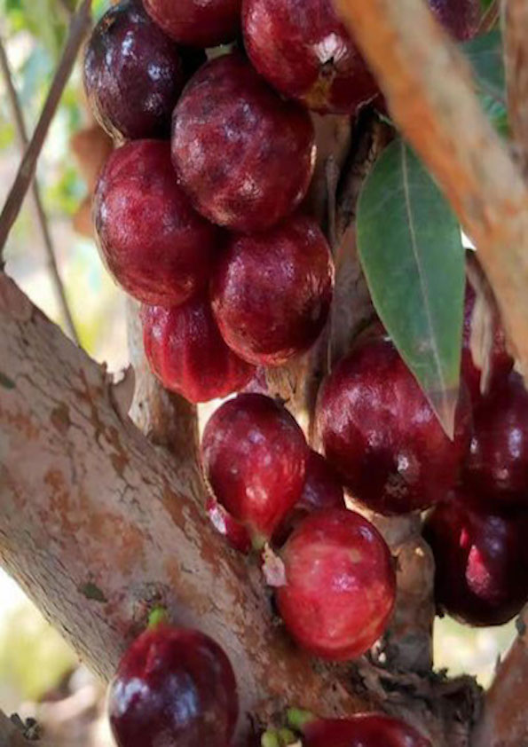Phitrantha Rosa Jaboticaba Fruit Plant (Plinia Phitrantha Rosa)