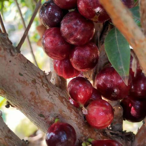 Phitrantha Rosa Live Plant ( Plinia Phitrantha Rosa )