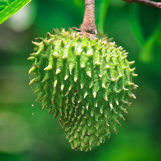 Soursop/ Lakshmana Phal Plant