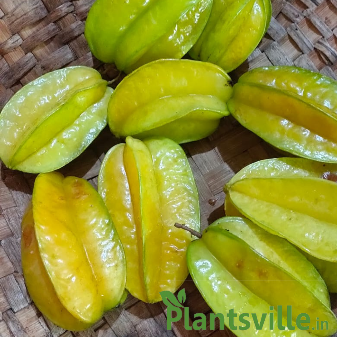 Giant Sweet Carambola Grafted Plant