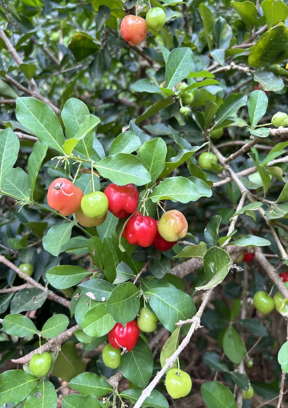 Buy Exotic Cherry Fruit Plants