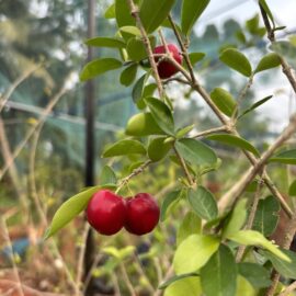Sweet Acerola Cherry Fruit Plant