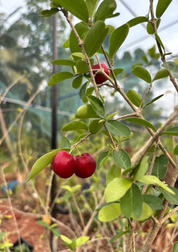Sweet Acerola Cherry Fruit Plant
