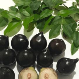 Jaboticaba Acu Paulista Fruit Plant