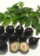 Jaboticaba Acu Paulista Fruit Plant